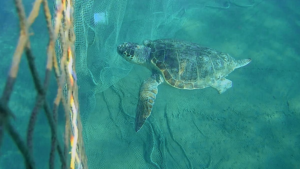 Die Schildkröten-Retter vom Mittelmeer
