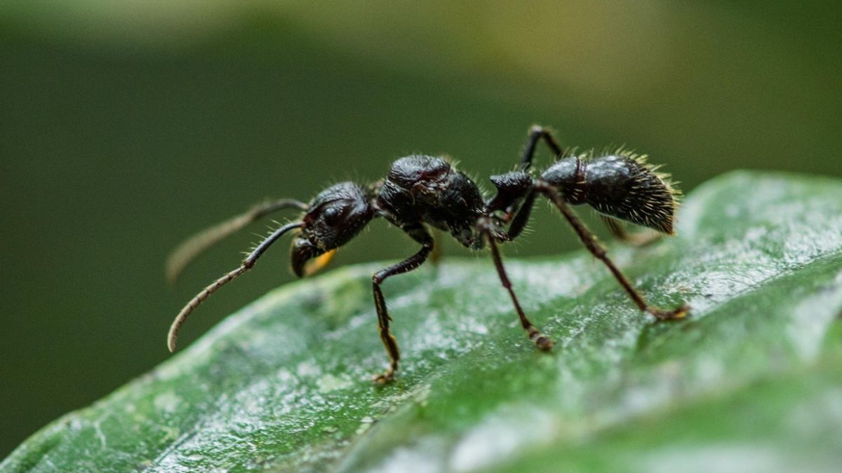 Fabelhafte Insekten – Ameisen