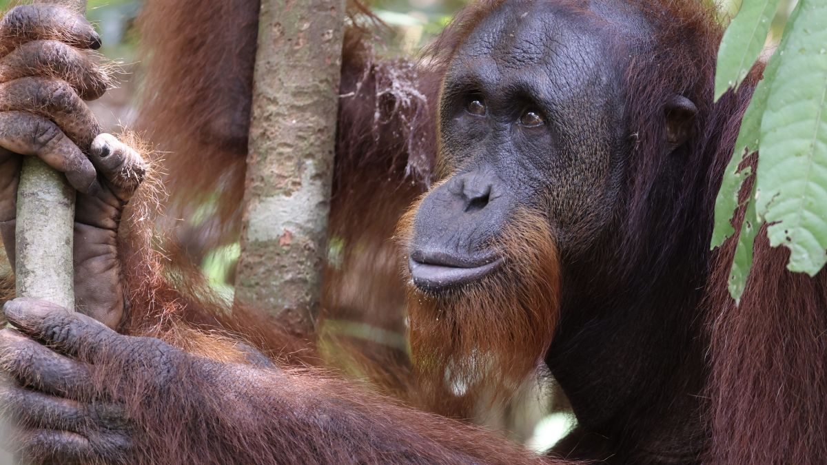 Orang-Utans    - Die unbekannten Menschenaffen